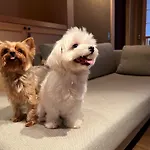 Someno House Kyoto Dog Friendly