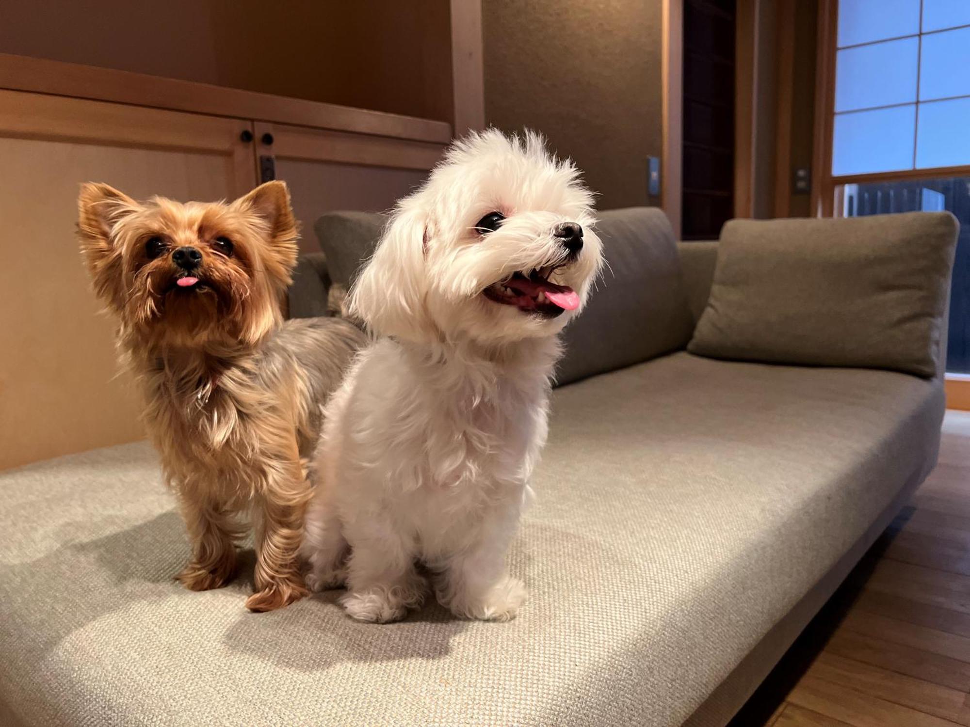 Someno House Dog Friendly Kyoto